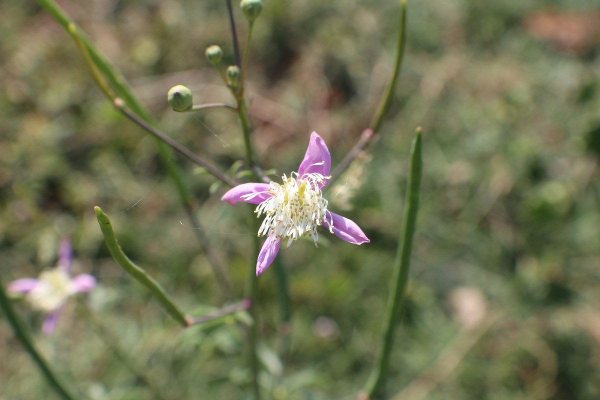 Cleome chelidonii L.f.